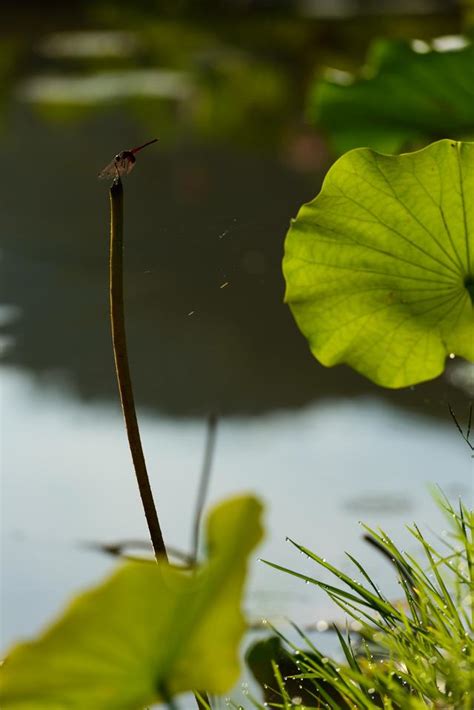 蜻蜓跑來家裡|蜻蜓入宅有何含義？風水師解釋